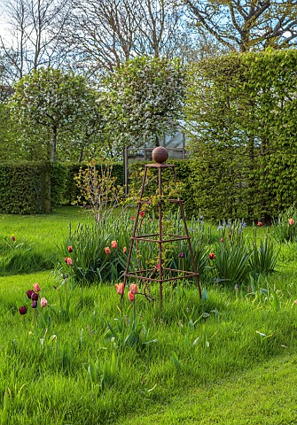 MEADOW_BY_ANGEL_COLLINS_SPRING_APRIL_CAMASSIAS_AND_TULIPS_TULIPA_SLAWA_QUEEN_OF_NIGHT_MERLOT_AND_APR