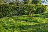 MEADOW BY ANGEL COLLINS, SPRING, APRIL: CAMASSIAS AND TULIPS, TULIPA SLAWA, QUEEN OF NIGHT, MERLOT AND APRICOT FOX