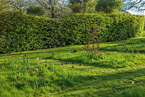 MEADOW_BY_ANGEL_COLLINS_SPRING_APRIL_CAMASSIAS_AND_TULIPS_TULIPA_SLAWA_QUEEN_OF_NIGHT_MERLOT_AND_APR
