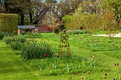 MEADOW BY ANGEL COLLINS, SPRING, APRIL: CAMASSIAS AND TULIPS, TULIPA SLAWA, QUEEN OF NIGHT, MERLOT AND APRICOT FOX