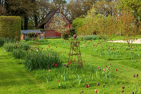 MEADOW_BY_ANGEL_COLLINS_SPRING_APRIL_CAMASSIAS_AND_TULIPS_TULIPA_SLAWA_QUEEN_OF_NIGHT_MERLOT_AND_APR