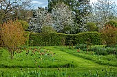 MEADOW BY ANGEL COLLINS, SPRING, APRIL: CAMASSIAS AND TULIPS, TULIPA SLAWA, QUEEN OF NIGHT, MERLOT AND APRICOT FOX