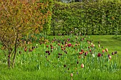 MEADOW BY ANGEL COLLINS, SPRING, APRIL: CAMASSIAS AND TULIPS, TULIPA SLAWA, QUEEN OF NIGHT, MERLOT AND APRICOT FOX