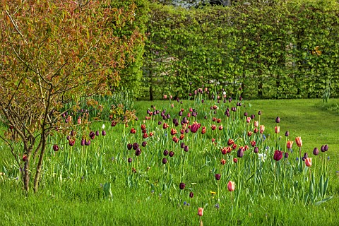 MEADOW_BY_ANGEL_COLLINS_SPRING_APRIL_CAMASSIAS_AND_TULIPS_TULIPA_SLAWA_QUEEN_OF_NIGHT_MERLOT_AND_APR