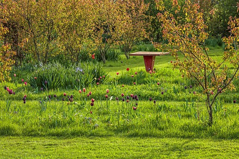 MEADOW_BY_ANGEL_COLLINS_SPRING_APRIL_CAMASSIAS_AND_TULIPS_TULIPA_SLAWA_QUEEN_OF_NIGHT_MERLOT_AND_APR