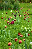 MEADOW BY ANGEL COLLINS, SPRING, APRIL: CAMASSIAS AND TULIPS, TULIPA SLAWA, QUEEN OF NIGHT, MERLOT AND APRICOT FOX