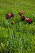 MEADOW BY ANGEL COLLINS, SPRING, APRIL: CAMASSIAS AND TULIPS, TULIPA SLAWA, QUEEN OF NIGHT, MERLOT AND APRICOT FOX