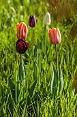 MEADOW BY ANGEL COLLINS, SPRING, APRIL: CAMASSIAS AND TULIPS, TULIPA SLAWA, QUEEN OF NIGHT, MERLOT AND APRICOT FOX