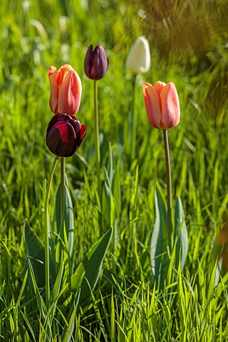 MEADOW_BY_ANGEL_COLLINS_SPRING_APRIL_CAMASSIAS_AND_TULIPS_TULIPA_SLAWA_QUEEN_OF_NIGHT_MERLOT_AND_APR
