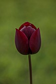 MEADOW BY ANGEL COLLINS, SPRING, APRIL: TULIP QUEEN OF NIGHT