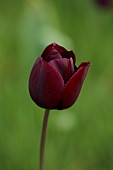 MEADOW BY ANGEL COLLINS, SPRING, APRIL: TULIP QUEEN OF NIGHT