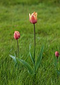 MEADOW BY ANGEL COLLINS, SPRING, APRIL: TULIP APRICOT FOX