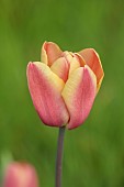 MEADOW BY ANGEL COLLINS, SPRING, APRIL: TULIP APRICOT FOX