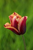 MEADOW BY ANGEL COLLINS, SPRING, APRIL: TULIP SLAWA