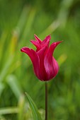 MEADOW BY ANGEL COLLINS, SPRING, APRIL: TULIP MERLOT