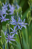 MEADOW BY ANGEL COLLINS, SPRING, APRIL: BLUE FLOWERS OF CAMASSIA LEICHTLINII SUKSDORFII CAERULEA GROUP