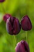 MEADOW BY ANGEL COLLINS, SPRING, APRIL: TULIP QUEEN OF NIGHT