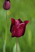 MEADOW BY ANGEL COLLINS, SPRING, APRIL: TULIP MERLOT