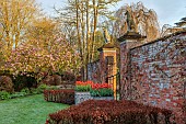 COTTESBROOKE HALL, NORTHAMPTONSHIRE: WALLED GARDEN, MAGNOLIA, LEAD CONTAINER PLANTED WITH TULIP BALLERINA