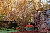 COTTESBROOKE HALL, NORTHAMPTONSHIRE: WALLED GARDEN, MAGNOLIA, LEAD CONTAINER PLANTED WITH TULIP BALLERINA
