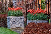COTTESBROOKE HALL, NORTHAMPTONSHIRE: WALLED GARDEN, MAGNOLIA, LEAD CONTAINER PLANTED WITH TULIP BALLERINA