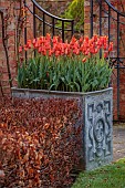 COTTESBROOKE HALL, NORTHAMPTONSHIRE: WALLED GARDEN, MAGNOLIA, LEAD CONTAINER PLANTED WITH TULIP BALLERINA