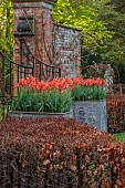 COTTESBROOKE HALL, NORTHAMPTONSHIRE: WALLED GARDEN, MAGNOLIA, LEAD CONTAINER PLANTED WITH TULIP BALLERINA