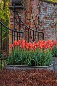COTTESBROOKE HALL, NORTHAMPTONSHIRE: WALLED GARDEN, MAGNOLIA, LEAD CONTAINER PLANTED WITH TULIP BALLERINA