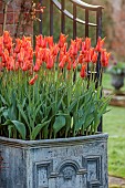 COTTESBROOKE HALL, NORTHAMPTONSHIRE: WALLED GARDEN, MAGNOLIA, LEAD CONTAINER PLANTED WITH TULIP BALLERINA