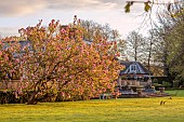 COTTESBROOKE HALL, NORTHAMPTONSHIRE: FRONT LAWN, MAGNOLIAS, MORNING LIGHT, SUNRISE