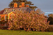 COTTESBROOKE HALL, NORTHAMPTONSHIRE: FRONT LAWN, MAGNOLIAS, MORNING LIGHT, SUNRISE