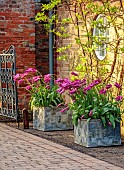 COTTESBROOKE HALL, NORTHAMPTONSHIRE: LEAD CONTAINERS PLANTED WITH TULIP PURPLE DREAM, APRIL, SPRING