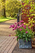 COTTESBROOKE HALL, NORTHAMPTONSHIRE: LEAD CONTAINERS PLANTED WITH TULIP PURPLE DREAM, APRIL, SPRING