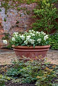 COTTESBROOKE HALL, NORTHAMPTONSHIRE: TERRACOTTA CONTAINER PLANTED WITH WHITE AND GREEN PARROT TULIP SUPER PARROT, APRIL, SPRING