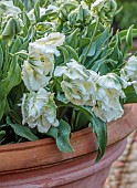 COTTESBROOKE HALL, NORTHAMPTONSHIRE: TERRACOTTA CONTAINER PLANTED WITH WHITE AND GREEN PARROT TULIP SUPER PARROT, APRIL, SPRING