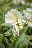 COTTESBROOKE HALL, NORTHAMPTONSHIRE: WHITE AND GREEN FLOWERS , BLOOMS OF PARROT TULIP SUPER PARROT, APRIL, SPRING, BULBS