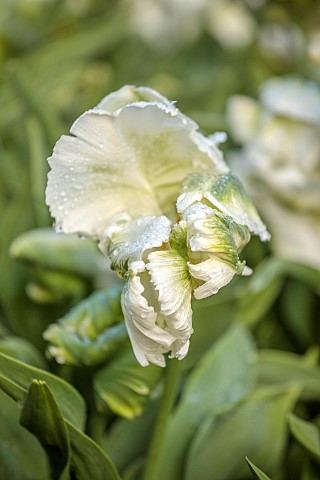 COTTESBROOKE_HALL_NORTHAMPTONSHIRE_WHITE_AND_GREEN_FLOWERS__BLOOMS_OF_PARROT_TULIP_SUPER_PARROT_APRI