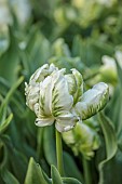 COTTESBROOKE HALL, NORTHAMPTONSHIRE: WHITE AND GREEN FLOWERS , BLOOMS OF PARROT TULIP SUPER PARROT, APRIL, SPRING, BULBS