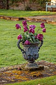 COTTESBROOKE HALL, NORTHAMPTONSHIRE: THE POOL GARDEN, LEAD CONTAINER PLANTED WITH TULIP NEGRITA PARROT, APRIL, SPRING, BULBS