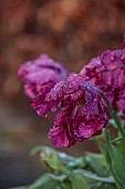 COTTESBROOKE HALL, NORTHAMPTONSHIRE: PURPLE FLOWERS OF TULIP NEGRITA PARROT, APRIL, SPRING, BULBS