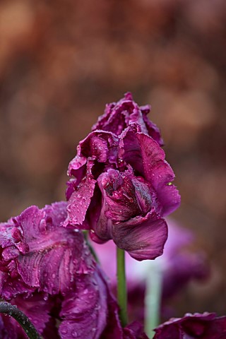 COTTESBROOKE_HALL_NORTHAMPTONSHIRE_PURPLE_FLOWERS_OF_TULIP_NEGRITA_PARROT_APRIL_SPRING_BULBS