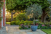 MORTON HALL GARDENS, WORCESTERSHIRE: APRIL, SPRING, BORDERS, TULIPS, SOUTH GARDEN, MORNING LIGHT, SUNRISE, CONTAINER, CLIPPED BOX BALLS