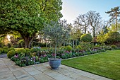 MORTON HALL GARDENS, WORCESTERSHIRE: APRIL, SPRING, BORDERS, TULIPS, SOUTH GARDEN, MORNING LIGHT, SUNRISE, CONTAINER, CLIPPED BOX BALLS, CHESTNUT TREE