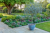 MORTON HALL GARDENS, WORCESTERSHIRE: APRIL, SPRING, BORDERS, TULIPS, SOUTH GARDEN, MORNING LIGHT, SUNRISE, CONTAINER, CLIPPED BOX BALLS