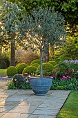 MORTON HALL GARDENS, WORCESTERSHIRE: APRIL, SPRING, BORDERS, TULIPS, SOUTH GARDEN, MORNING LIGHT, SUNRISE, CONTAINER, CLIPPED BOX BALLS