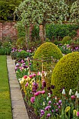 MORTON HALL GARDENS, WORCESTERSHIRE: APRIL, SPRING, BORDERS, TULIPS, SOUTH GARDEN, MORNING LIGHT, SUNRISE, PYRUS SILVER SAILS