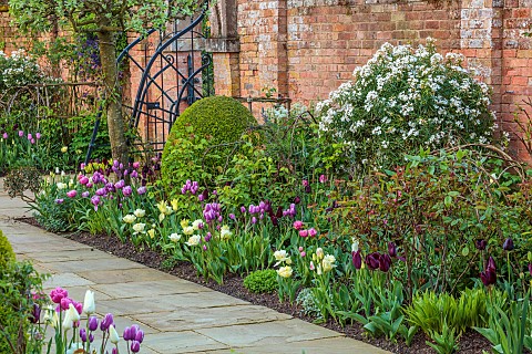 MORTON_HALL_GARDENS_WORCESTERSHIRE_APRIL_SPRING_BORDERS_TULIPS_SOUTH_GARDEN_CHOISYA_AZTEC_PEARL_AGAI
