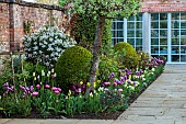 MORTON HALL GARDENS, WORCESTERSHIRE: APRIL, SPRING, BORDERS, TULIPS, SOUTH GARDEN, CHOISYA AZTEC PEARL AGAINST THE WALL, PATH