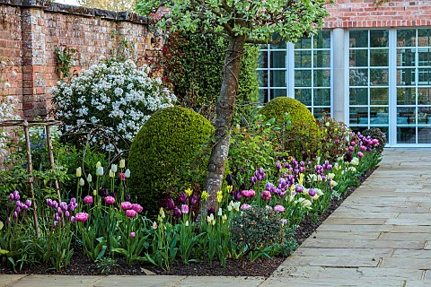 MORTON_HALL_GARDENS_WORCESTERSHIRE_APRIL_SPRING_BORDERS_TULIPS_SOUTH_GARDEN_CHOISYA_AZTEC_PEARL_AGAI