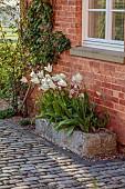 MORTON HALL GARDENS, WORCESTERSHIRE: APRIL, SPRING, PATH, STONE CONTAINER, WHITE TULIP WHITE TRIUMPHATOR AND TULIP MODERN ART